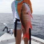 Mangrove, Lane, Red, and Mutton Snapper